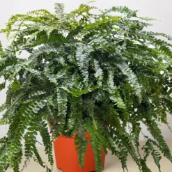 Fern Rosy Maidenhair houseplant
