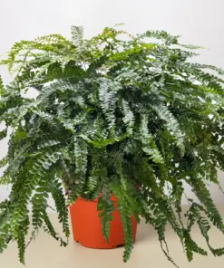 Fern Rosy Maidenhair houseplant