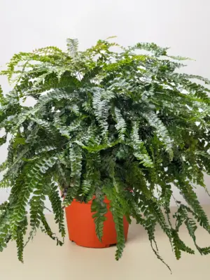 Fern Rosy Maidenhair houseplant