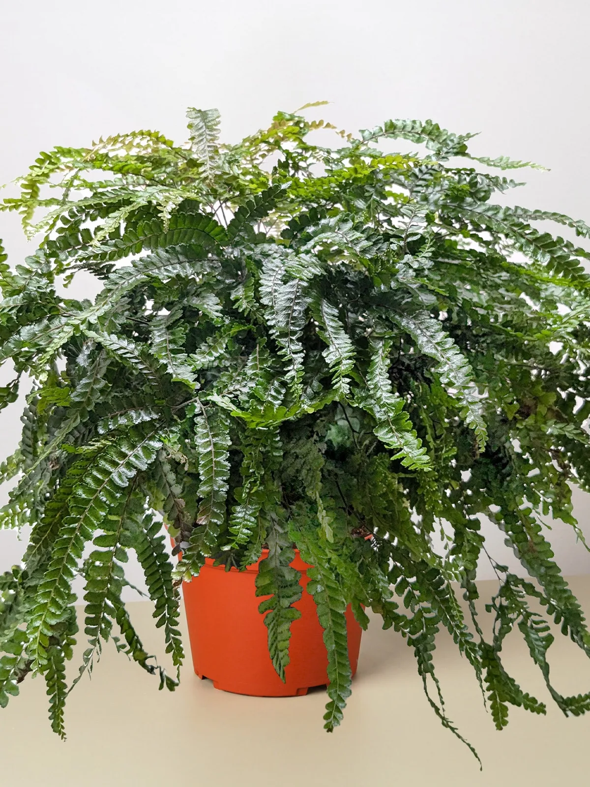 Fern Rosy Maidenhair houseplant