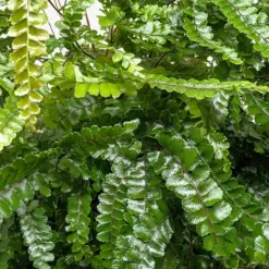 Fern Rosy Maidenhair — additional view