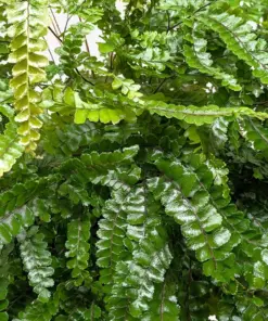 Fern Rosy Maidenhair — additional view