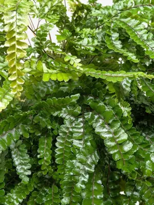 Fern Rosy Maidenhair — additional view