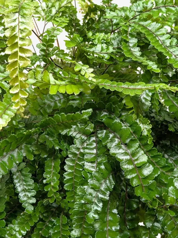 Fern Rosy Maidenhair — additional view