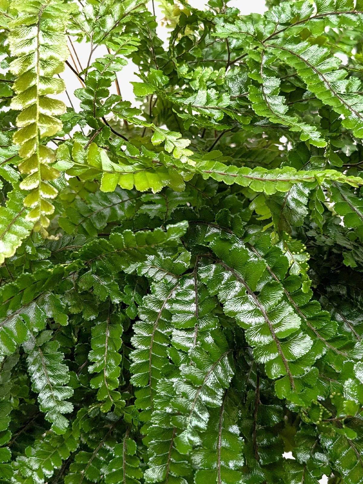 Fern Rosy Maidenhair — additional view