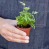 Fern 'Silver Lace' houseplant