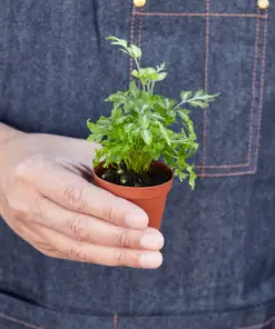 Fern 'Silver Lace' houseplant