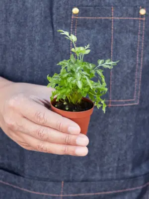 Fern 'Silver Lace' houseplant