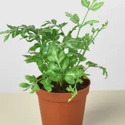 Fern 'Silver Lace' — additional view
