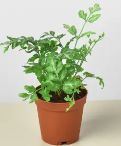 Fern 'Silver Lace' — additional view