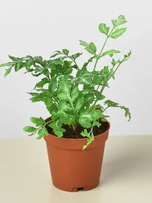 Fern 'Silver Lace' — additional view