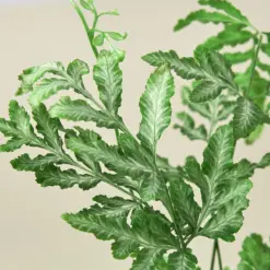Fern 'Silver Lace' — leaf detail close-up