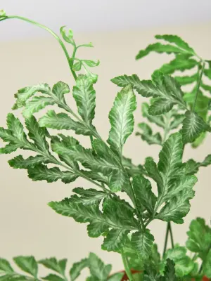 Fern 'Silver Lace' — leaf detail close-up