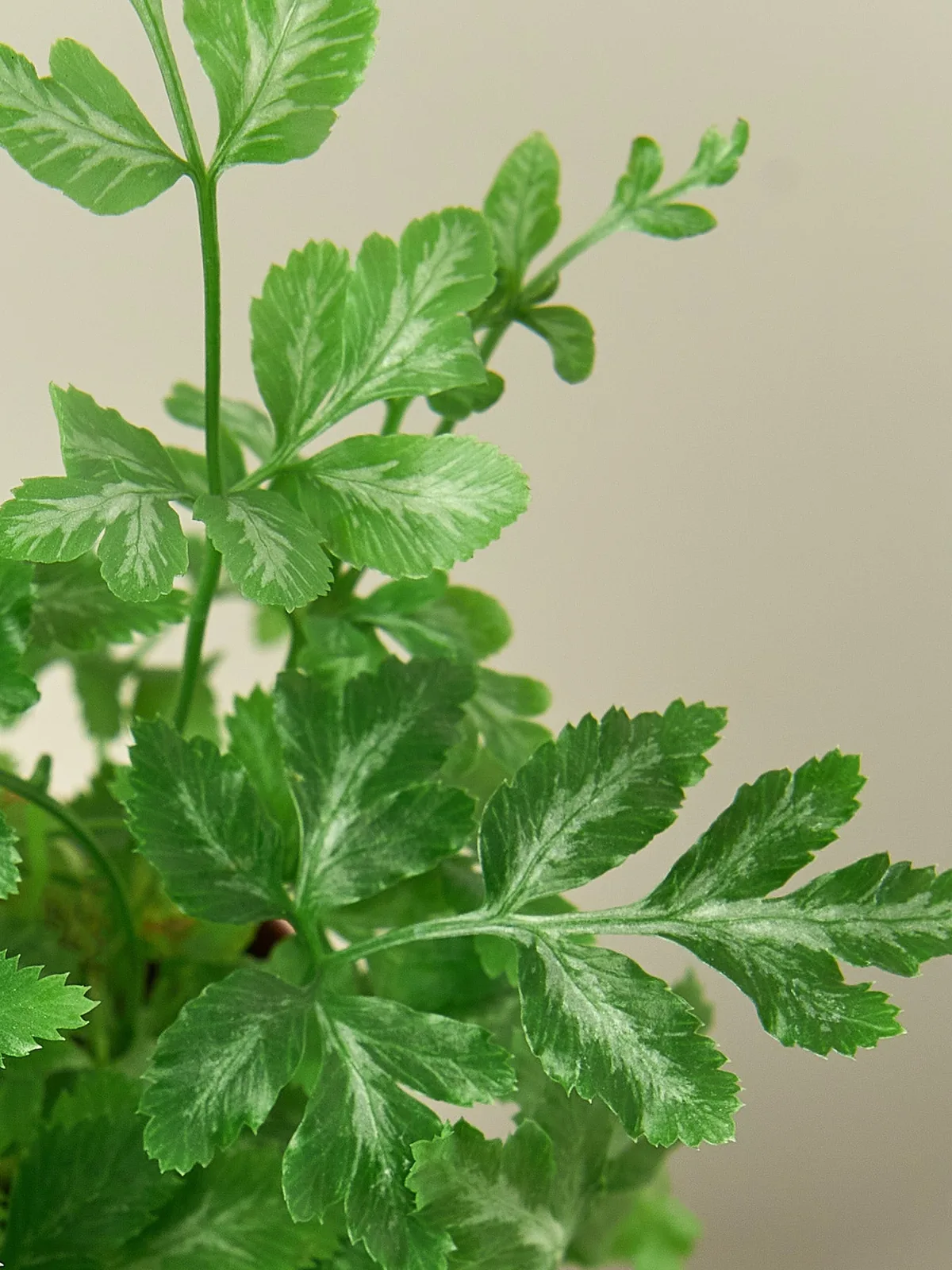 Fern 