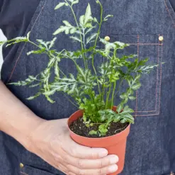 Fern 'Silver Lace' — held in hand for size reference
