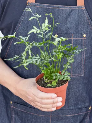Fern 'Silver Lace' — held in hand for size reference