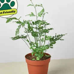 Fern 'Silver Lace' — additional view