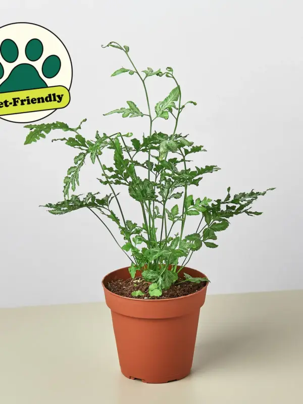 Fern 'Silver Lace' — additional view