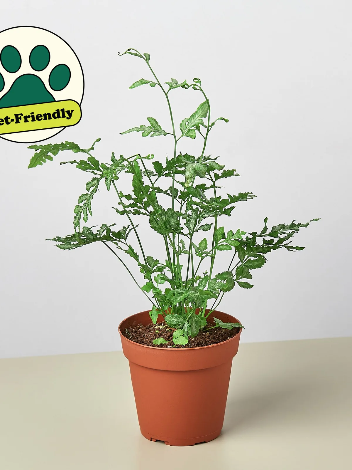 Fern 