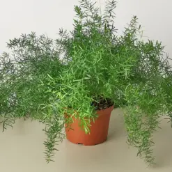 Fern 'Sprengeri' houseplant
