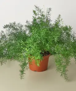 Fern 'Sprengeri' houseplant