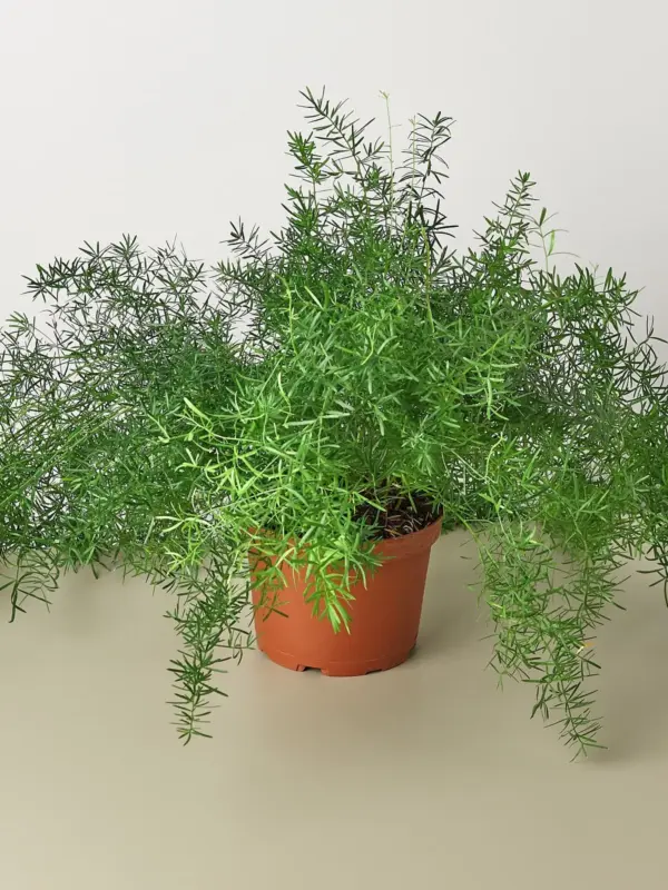 Fern 'Sprengeri' houseplant