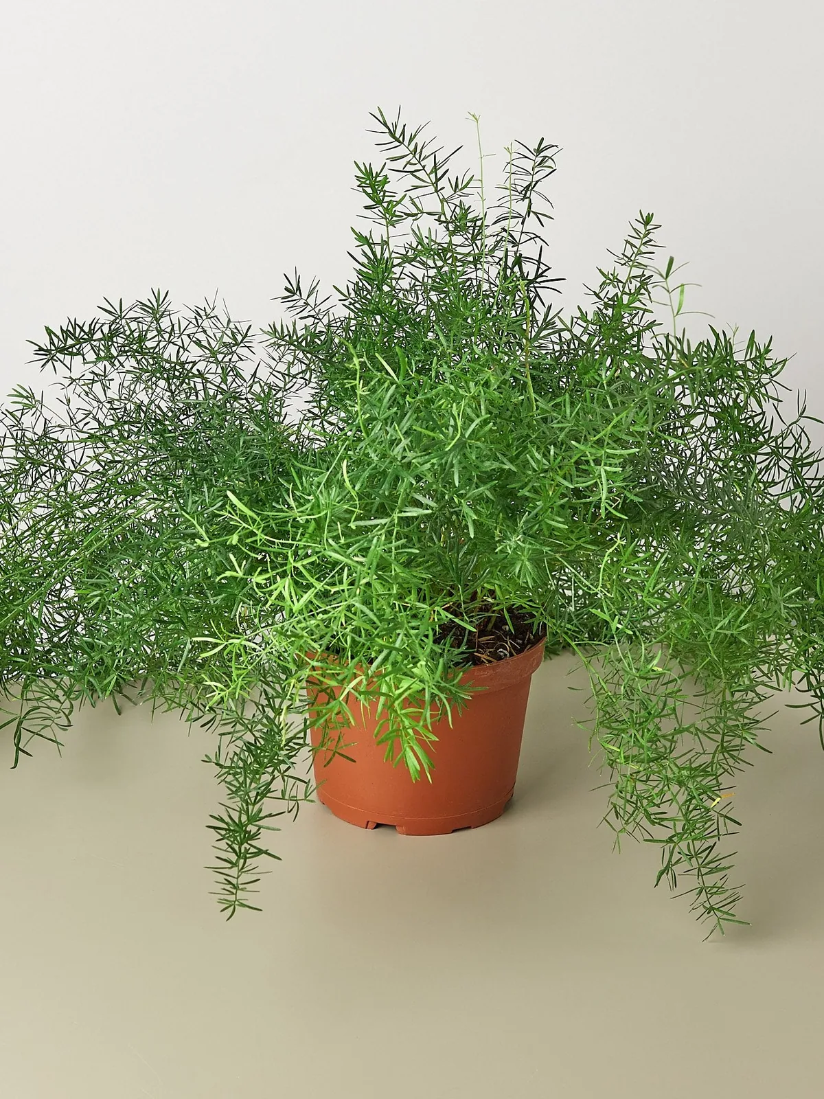 Fern 