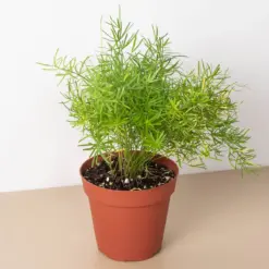 Fern 'Sprengeri' — additional view
