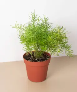 Fern 'Sprengeri' — additional view