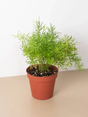 Fern 'Sprengeri' — additional view