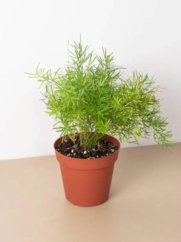 Fern 'Sprengeri' — additional view
