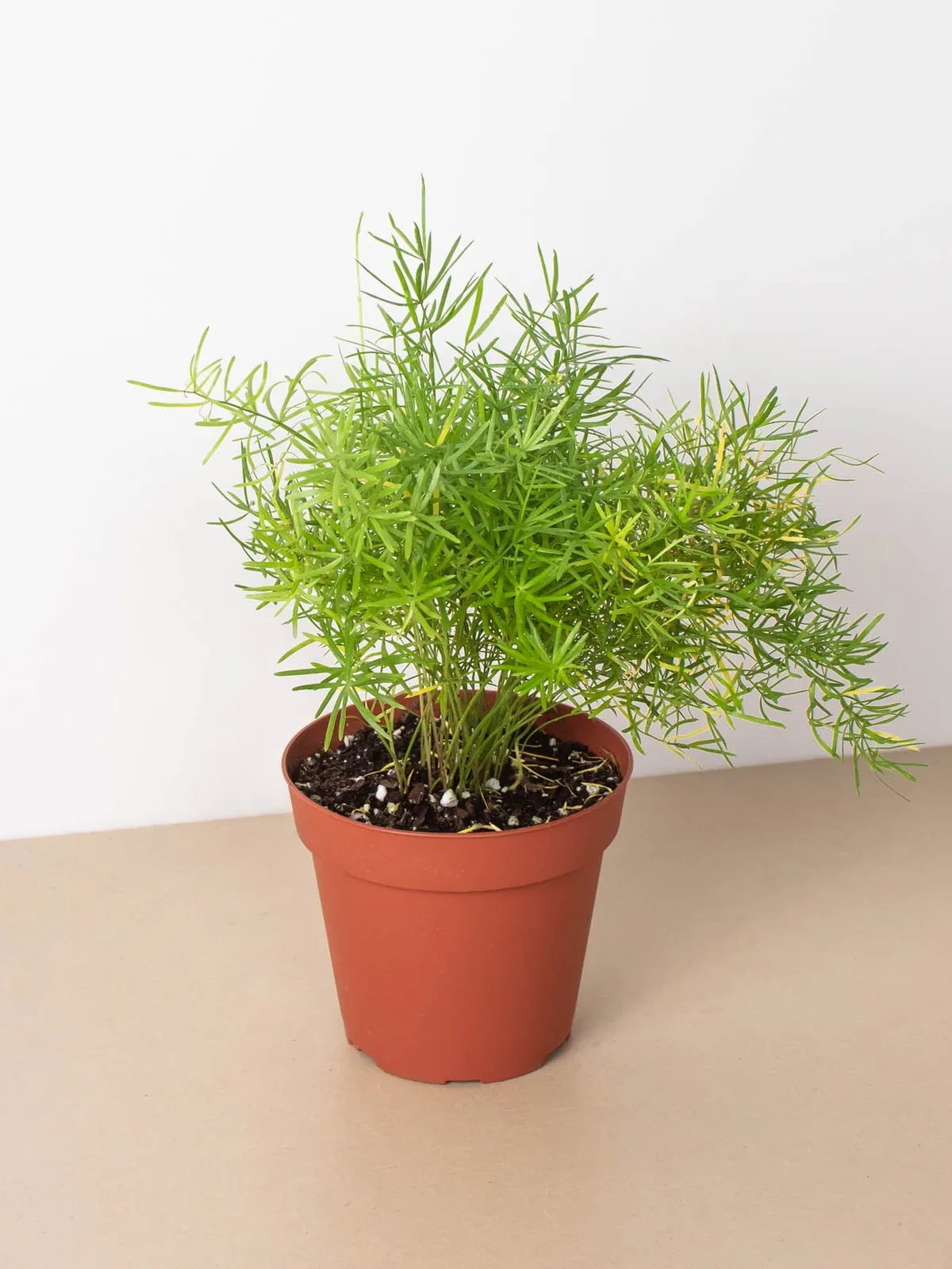 Fern 