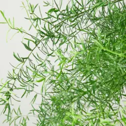 Fern 'Sprengeri' — leaf detail close-up