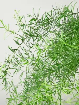 Fern 'Sprengeri' — leaf detail close-up