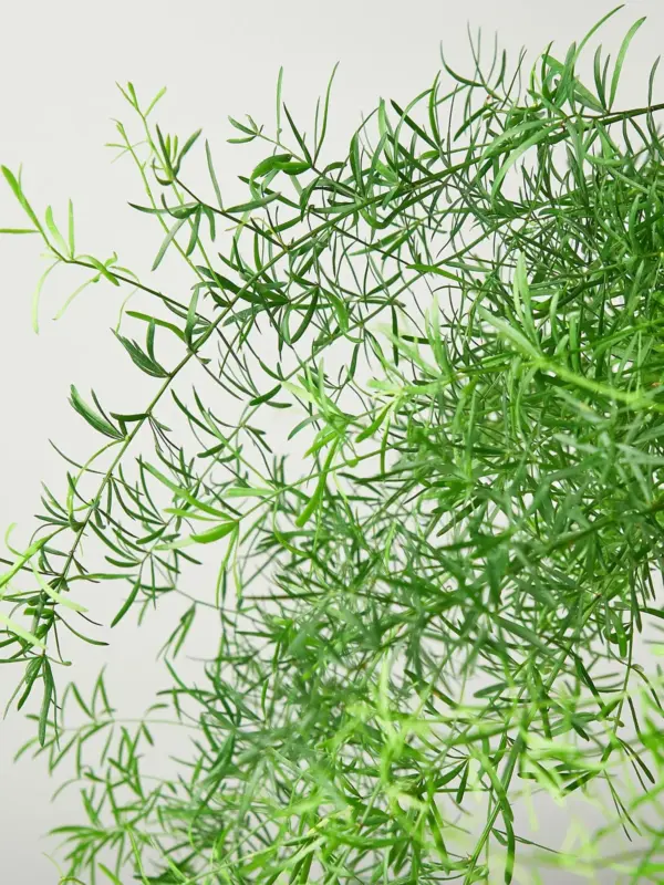Fern 'Sprengeri' — leaf detail close-up