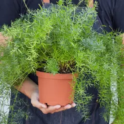 Fern 'Sprengeri' — held in hand for size reference