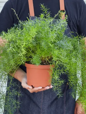 Fern 'Sprengeri' — held in hand for size reference