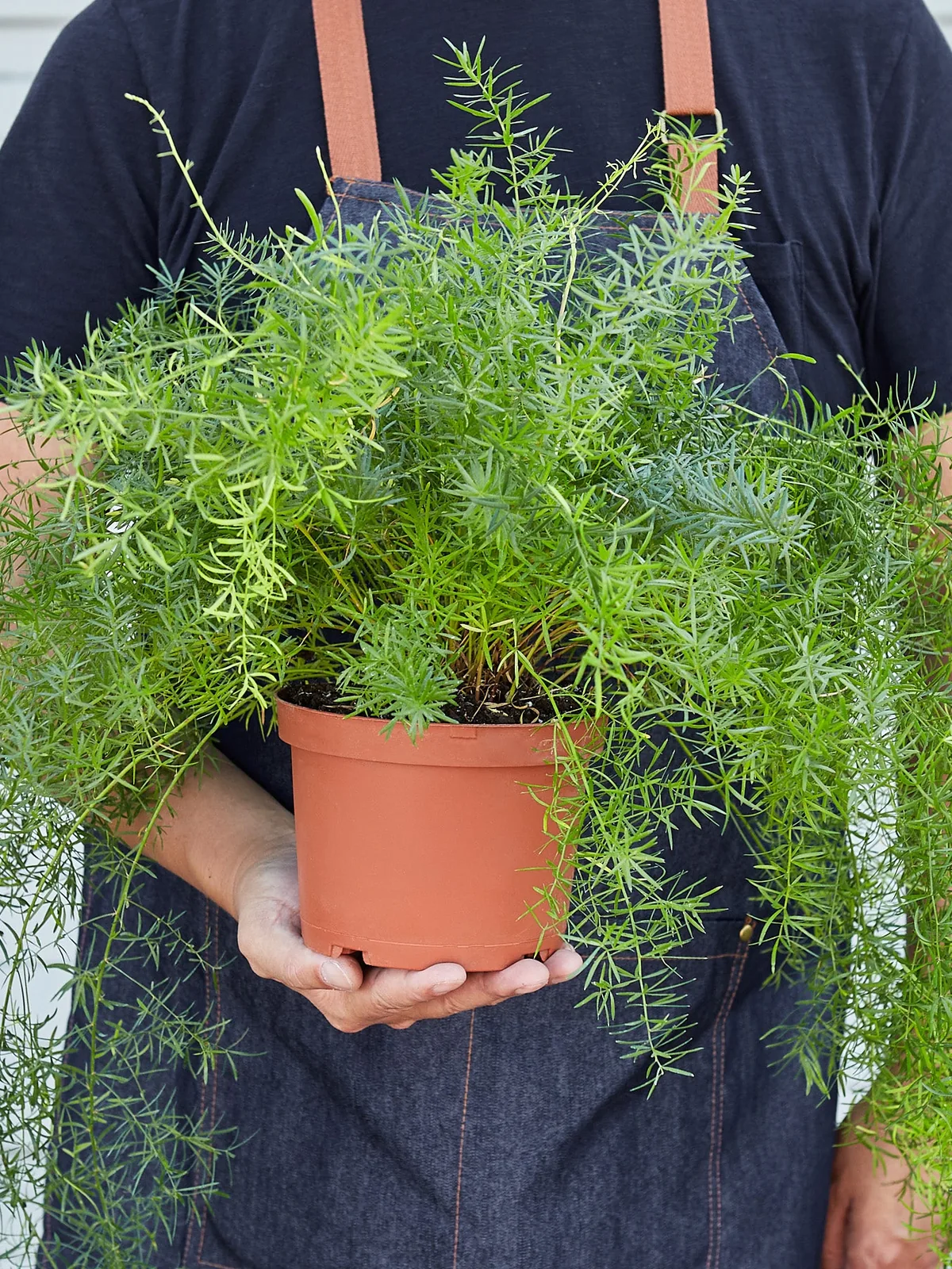Fern 