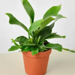 Staghorn Fern houseplant