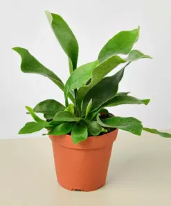 Staghorn Fern houseplant