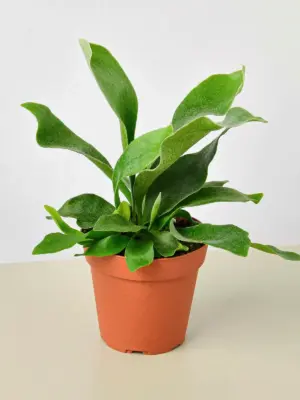 Staghorn Fern houseplant