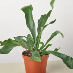 Staghorn Fern — additional view