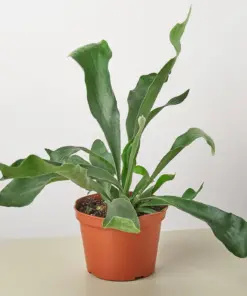 Staghorn Fern — additional view