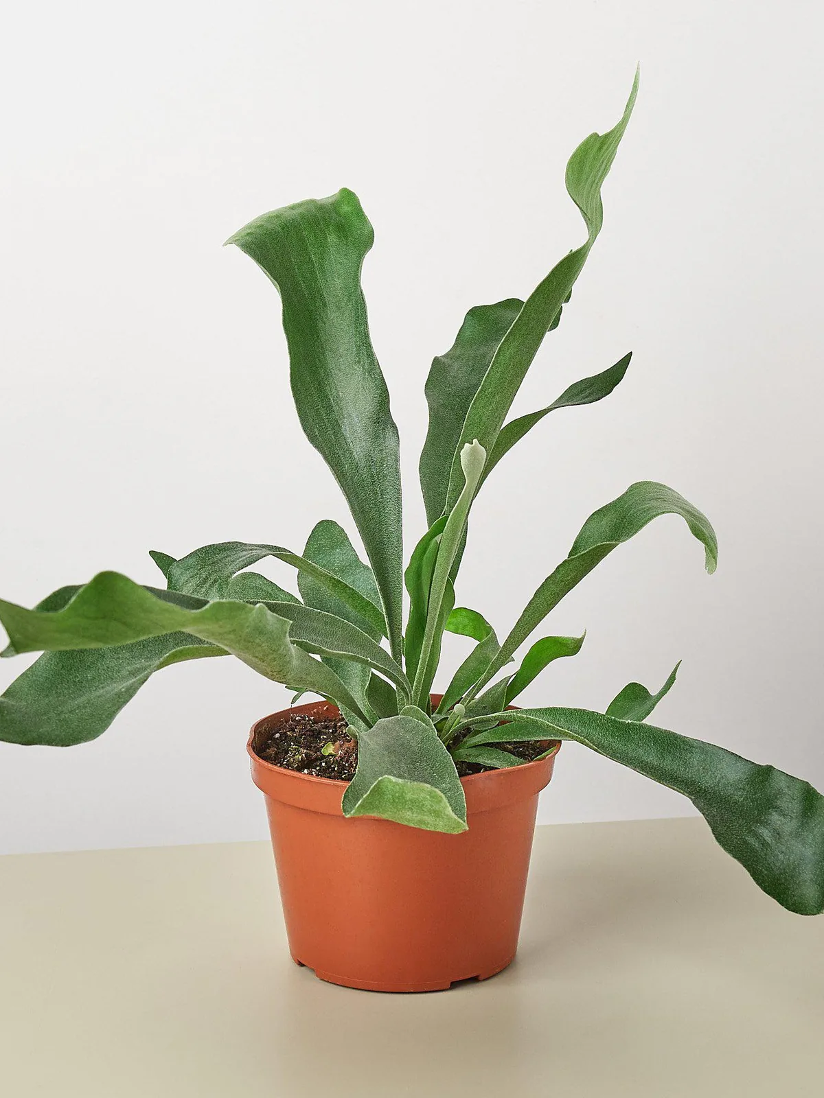 Staghorn Fern — additional view