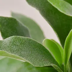 Staghorn Fern — leaf detail close-up