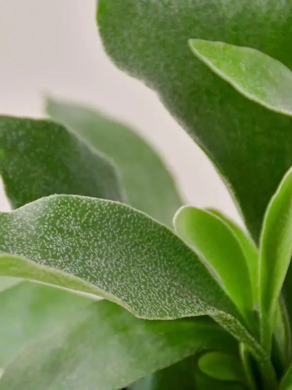 Staghorn Fern — leaf detail close-up