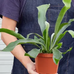 Staghorn Fern — held in hand for size reference