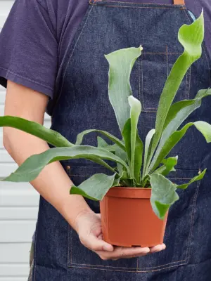 Staghorn Fern — held in hand for size reference