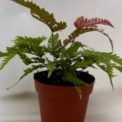 Fern 'Tricolor Pteris' houseplant