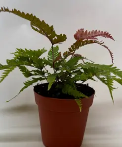 Fern 'Tricolor Pteris' houseplant